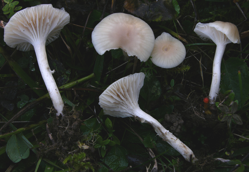 Camarophyllus da determinare.